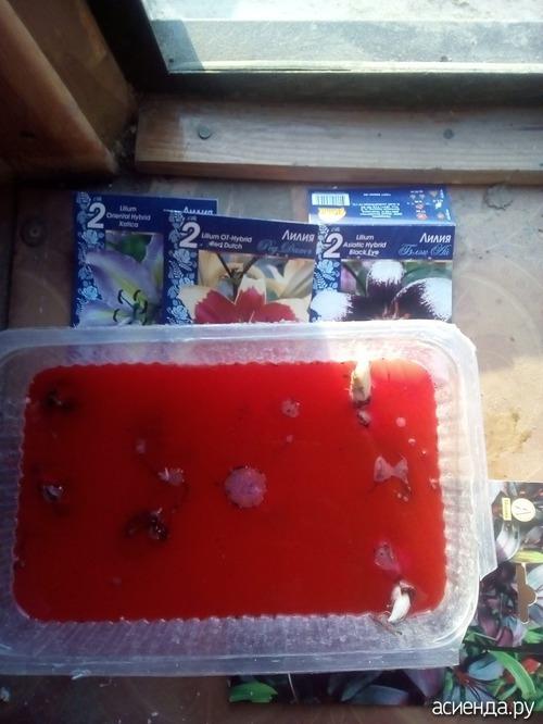 Как сохранить саженцы жимолости до посадки. Жимолость, как сохранить саженцы.