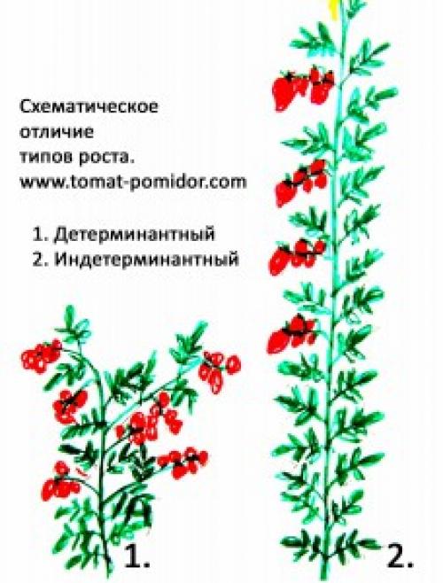Какие отличия между детерминантными и индетерминантными томатами. Детерминантные и индетерминантные - что это значит?
