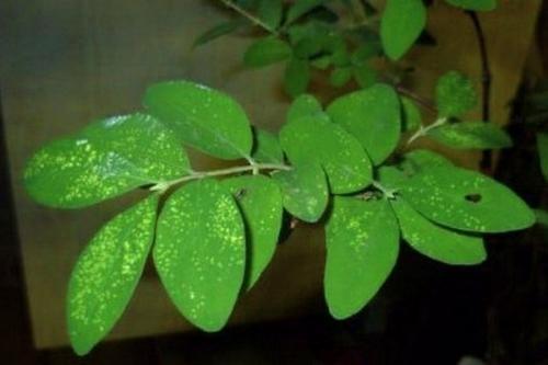 Обработка жимолости осенью от болезней. Обзор болезней и вредителей жимолости: признаки проявления и способы лечения