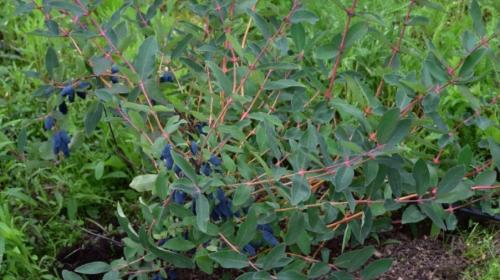 Чем подкормить жимолость осенью. Чем удобрять жимолость осенью: для получения лучшего урожая