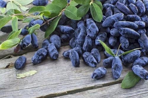 Чем подкормить жимолость осенью. Чем удобрять жимолость осенью: для получения лучшего урожая