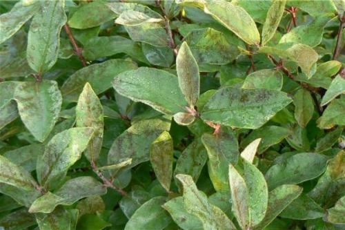 Обработка жимолости осенью от болезней. Обзор болезней и вредителей жимолости: признаки проявления и способы лечения