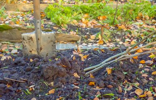 Как хранить саженцы. Саженцы деревьев и кустарников