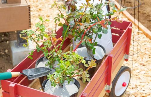 Как сохранить саженцы с открытой корневой системой до весны. Как хранить деревья и кустарники до посадки