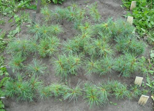 Как сохранить саженцы кедра зимой. Как правильно пересадить кедр сибирский