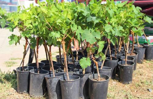 Как сохранить саженцы с открытой корневой системой до весны. Как хранить деревья и кустарники до посадки