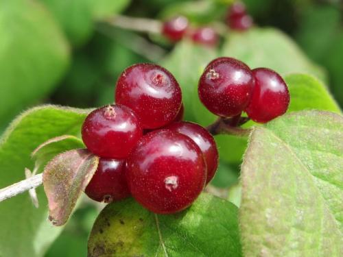 Уход за декоративной жимолостью осенью. Уход за жимолостью осенью 12