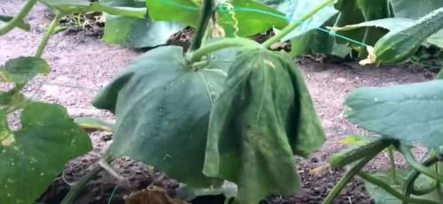 Белые пятна на листьях огурцов народные средства. Болезни огурцов с фото: описание и лечение химикатами и народными средствами