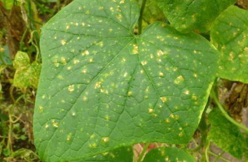 Желтые пятна на листьях цветов. Болезни цветов мучнистая роса и пероноспороз