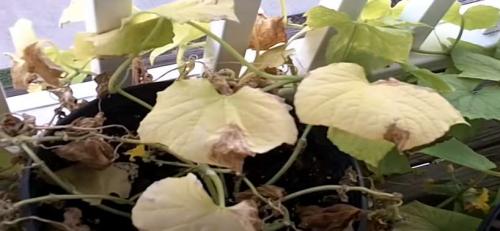 Белые пятна на листьях огурцов народные средства. Болезни огурцов с фото: описание и лечение химикатами и народными средствами