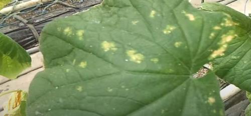 Белые пятна на листьях огурцов народные средства. Болезни огурцов с фото: описание и лечение химикатами и народными средствами