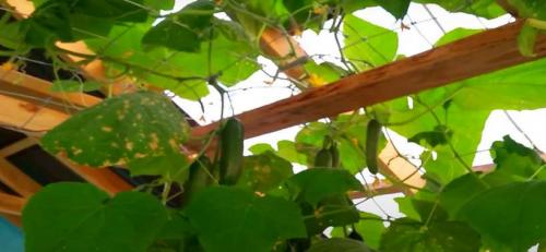 Белые пятна на листьях огурцов народные средства. Болезни огурцов с фото: описание и лечение химикатами и народными средствами