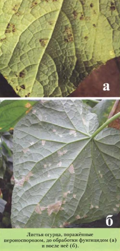 Пероноспороз огурцов фото и лечение. Ложная мучнистая роса пероноспороз огурцов. Пероноспороз рассады огурцов. Пероноспороз листьев огурцов. Пероноспороз бахчи.