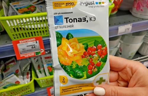 Желтые пятна на листьях комнатных растений. Болезни комнатных растений по листьям. Фото, лечение