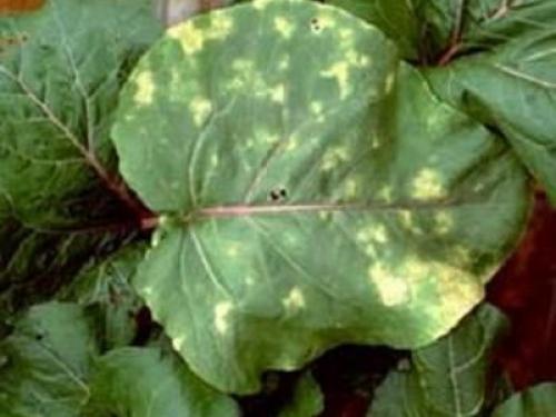 Желтые пятна на листьях цветов. Болезни цветов мучнистая роса и пероноспороз