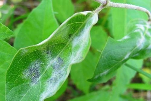 Обработка жимолости осенью от болезней. Обзор болезней и вредителей жимолости: признаки проявления и способы лечения