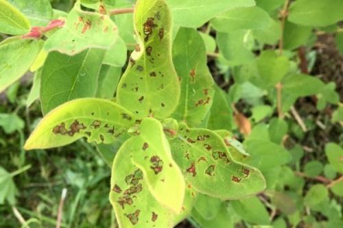 Обработка жимолости осенью от болезней. Обзор болезней и вредителей жимолости: признаки проявления и способы лечения