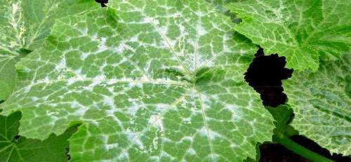 Белые пятна на листьях огурцов народные средства. Болезни огурцов с фото: описание и лечение химикатами и народными средствами
