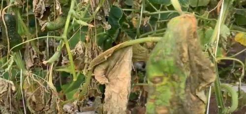 Белые пятна на листьях огурцов народные средства. Болезни огурцов с фото: описание и лечение химикатами и народными средствами