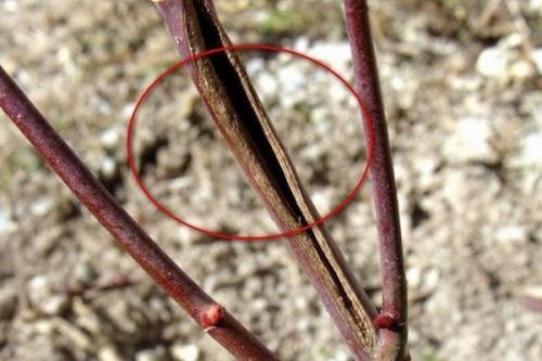 Обработка жимолости осенью от болезней. Обзор болезней и вредителей жимолости: признаки проявления и способы лечения