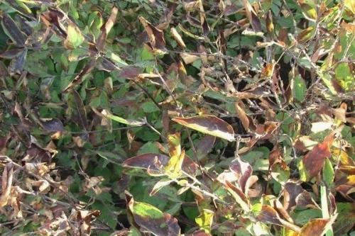 Обработка жимолости осенью от болезней. Обзор болезней и вредителей жимолости: признаки проявления и способы лечения