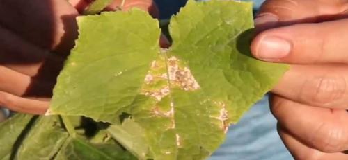 Белые пятна на листьях огурцов народные средства. Болезни огурцов с фото: описание и лечение химикатами и народными средствами
