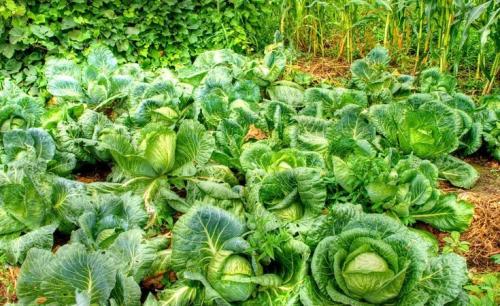 Капуста температура замерзания. Комфортная температура для капусты