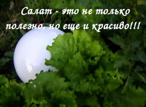 Как сохранить витамины салатных листьев при заготовке на зиму. ЗАГОТОВКИ НА ЗИМУ - КАК СОХРАНИТЬ ЗЕЛЕНЬ САЛАТА!