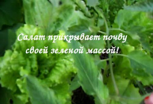 Как сохранить витамины салатных листьев при заготовке на зиму. ЗАГОТОВКИ НА ЗИМУ - КАК СОХРАНИТЬ ЗЕЛЕНЬ САЛАТА!