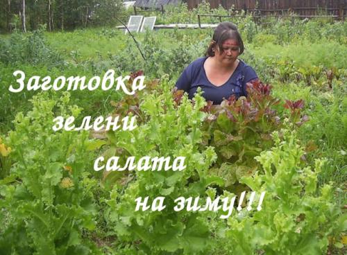 Как сохранить витамины салатных листьев при заготовке на зиму. ЗАГОТОВКИ НА ЗИМУ - КАК СОХРАНИТЬ ЗЕЛЕНЬ САЛАТА!