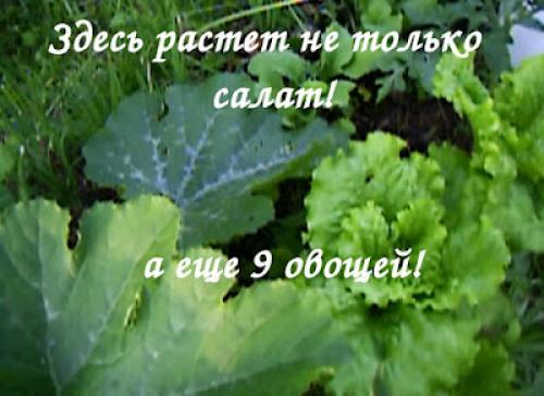 Как сохранить витамины салатных листьев при заготовке на зиму. ЗАГОТОВКИ НА ЗИМУ - КАК СОХРАНИТЬ ЗЕЛЕНЬ САЛАТА!