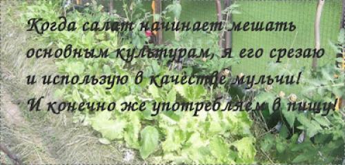 Как сохранить витамины салатных листьев при заготовке на зиму. ЗАГОТОВКИ НА ЗИМУ - КАК СОХРАНИТЬ ЗЕЛЕНЬ САЛАТА!