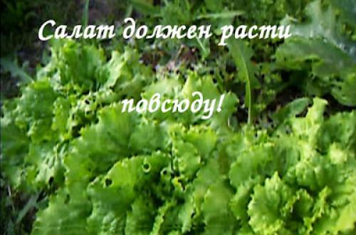 Как сохранить витамины салатных листьев при заготовке на зиму. ЗАГОТОВКИ НА ЗИМУ - КАК СОХРАНИТЬ ЗЕЛЕНЬ САЛАТА!