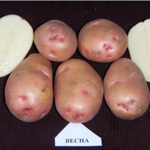Картофель богатырка. Урожайные сорта картофеля 2022 — описание с фото