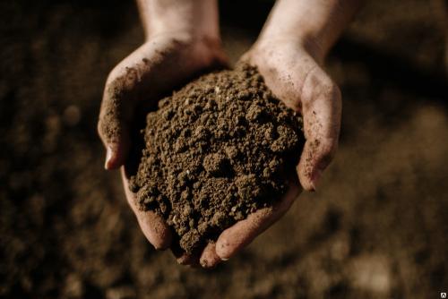 Кофейное дерево уход. Кофе на подоконнике: как выращивать кофейное дерево в домашних условиях