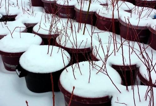 Надо ли укрывать на зиму жимолость-каприфоль. Посадка и уход 10