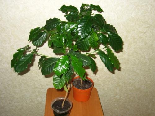 Как цветет кофейное дерево в домашних условиях. Уход после покупки