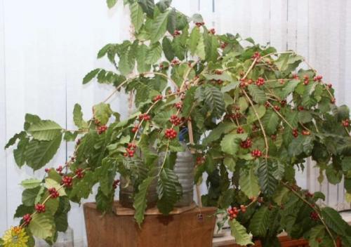 Как цветет кофейное дерево в домашних условиях. Уход после покупки