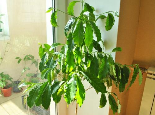 Как цветет кофейное дерево в домашних условиях. Уход после покупки