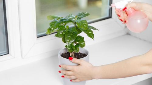 Кофейное дерево дома польза. Кофейное дерево: как вырастить в квартире тропическое растение