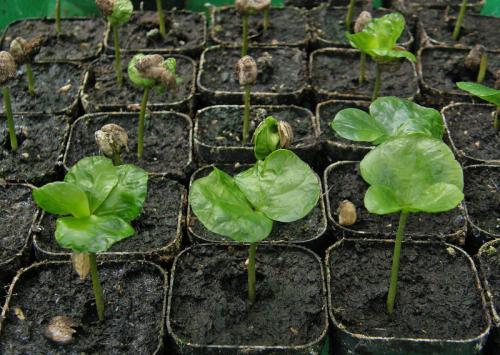 Кофейное дерево уход. Кофе на подоконнике: как выращивать кофейное дерево в домашних условиях