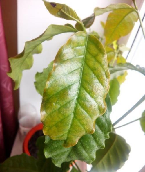 Кофейное дерево сохнут листья. Почему сохнут листья кофейного дерева?