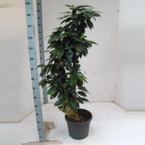 Как цветет кофейное дерево в домашних условиях. Уход после покупки