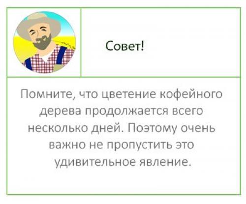 Чем подкормить кофейное дерево. Кофейное дерево: как вырастить