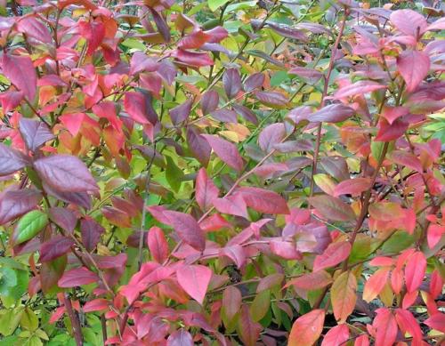 Надо ли укрывать на зиму жимолость-каприфоль. Посадка и уход 09