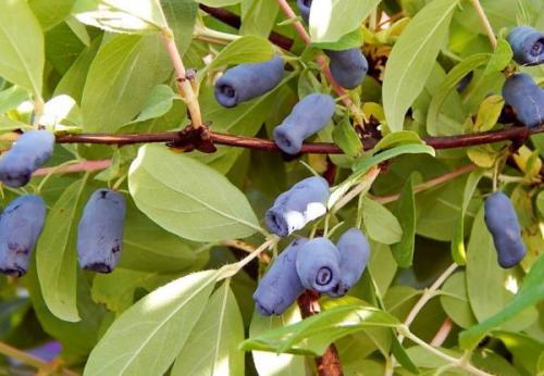 Нужно ли укрывать жимолость на зиму. Как укрывать жимолость на зиму. Как правильно укрыть молодую жимолость