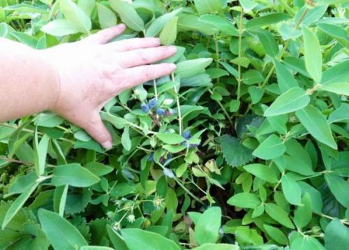 Нужно ли укрывать жимолость на зиму. Как укрывать жимолость на зиму. Как правильно укрыть молодую жимолость