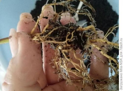 Что делать с саженцами после покупки. О пересадке полученных саженцев