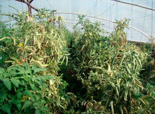 Столбур томатов