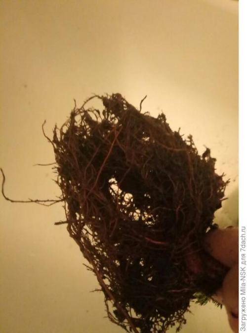 Что делать с саженцами после покупки. О пересадке полученных саженцев